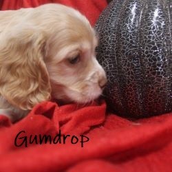 puppy, for, sale, Cocker Spaniel, Joe & Cherri  Overlease, dog, breeder, Miller, MO, dog-breeder, puppy-for-sale, forsale, nearby, find, puppyfind, locator, puppylocator, aca